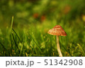 A small mushroom growing in a field of grass 51342908