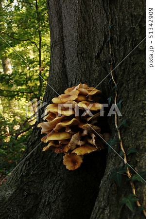 small group of yellow mushrooms growing on the small group of yellow mushrooms growing on the 51342909