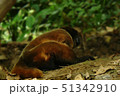 Woolly monkey or chorongo lying on the forest 51342910