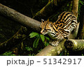 Ocelot sitting on a branch with a golden fur 51342917