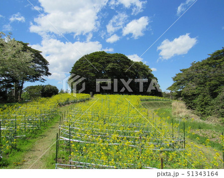 宮城県塩釜市　浦戸諸島　朴島の菜の花 51343164