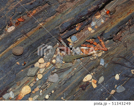 ツシマサンショウウオ（幼生） 51343249