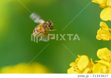 ミツバチ ホバリング 可愛いの写真素材