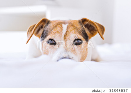 Closeup portrait of sleepy charming dog jack Closeup portrait of sleepy charming dog jack 51343657