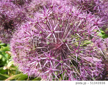 アリウム（ギガンチウム）の花 51343936