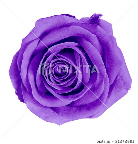 flower purple rose isolated on white background  51343983