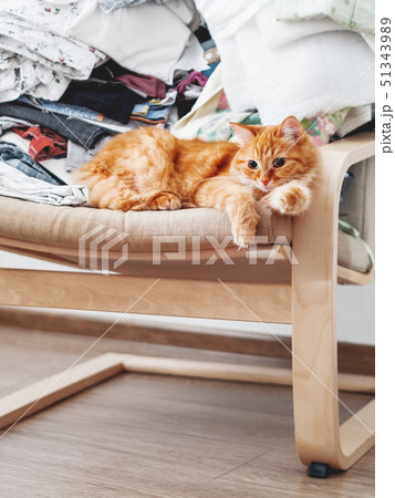 Cute ginger cat lying on a chair. Mess in room Cute ginger cat lying on a chair. Mess in room 51343989