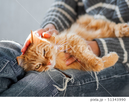 Cute ginger cat dozing on woman knees. Cozy home Cute ginger cat dozing on woman knees. Cozy home 51343990