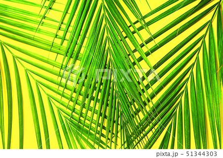 Tropical green palm leaves on yellow background. Isolated 51344303