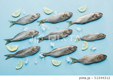 Black sea bluefish on pastel blue. Fish pattern. 51344312