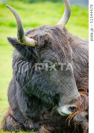 Resting Domestic Yak 51344479
