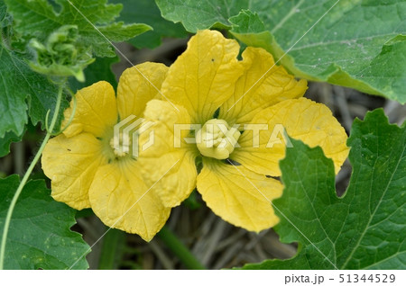 トウガンの雌花と雄花 51344529