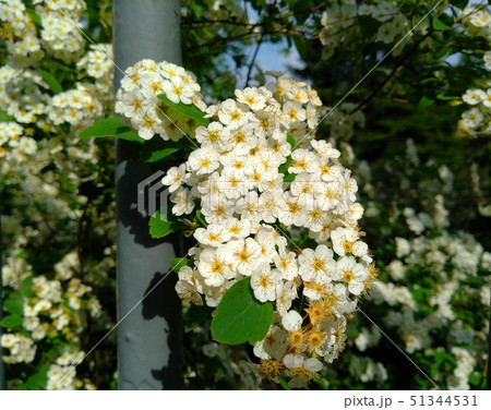 Beautiful white flowers on the branches of trees Beautiful white flowers on the branches of trees 51344531