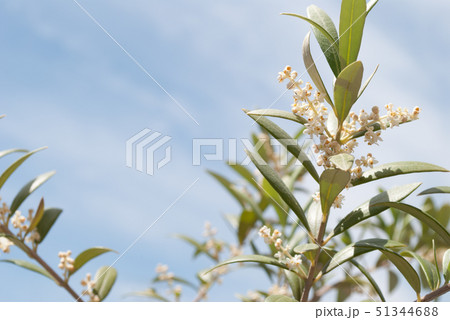 オリーブの花　アルベキナ 51344688