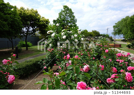 玉村町北部公園のバラ園 51344693
