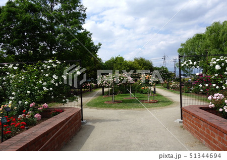 玉村町北部公園のバラ園 玉村町北部公園のバラ園 51344694
