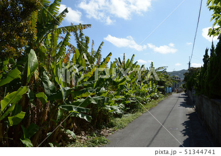 南国の植物が植えられた一本道 51344741