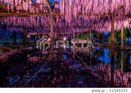 天王川公園の藤~ライトアップ~ 天王川公園の藤~ライトアップ~ 51345255