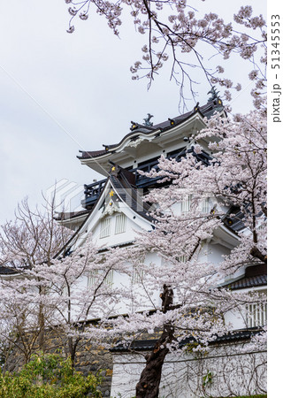 横手城桜まつり 横手城桜まつり 51345553