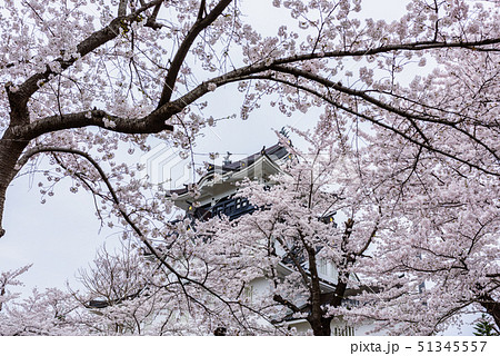 横手城桜まつり 横手城桜まつり 51345557