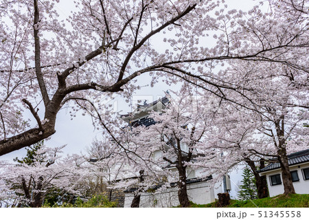 横手城桜まつり 横手城桜まつり 51345558
