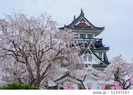 横手城桜まつり 横手城桜まつり 51345567