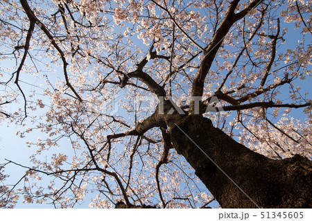 桜の木・見上げる空・逆光 桜の木・見上げる空・逆光 51345605