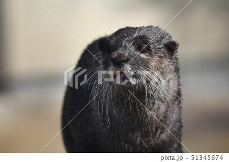 コツメカワウソ46 コツメカワウソ46 51345674