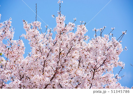 桜 桜 51345786