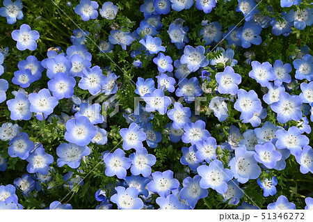 ネモフィラ スカイブルー色の花 高画質の写真素材