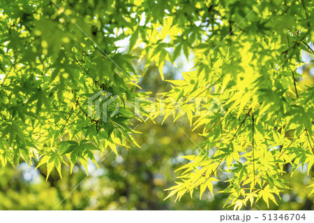 新緑 青もみじ 新緑 青もみじ 51346704