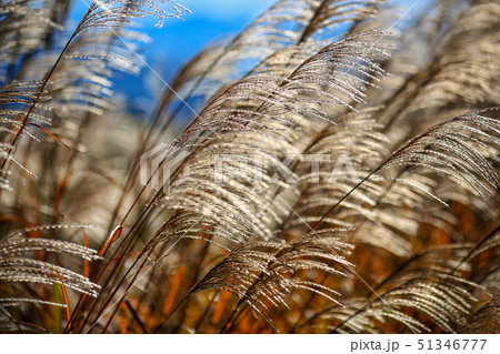Miscanthus in autumn Miscanthus in autumn 51346777