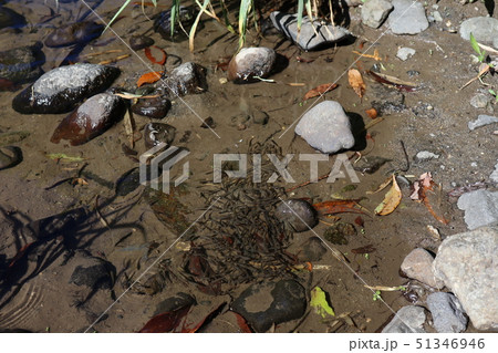 川辺の魚の群れ 51346946