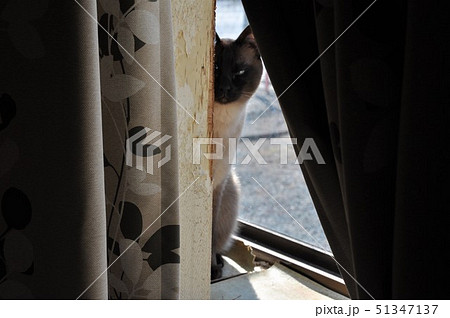 ちゃんと見てるからな！ 51347137