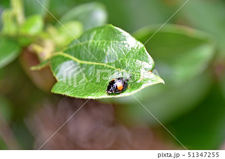 スイカズラの葉の上のナミテントウ スイカズラの葉の上のナミテントウ 51347255