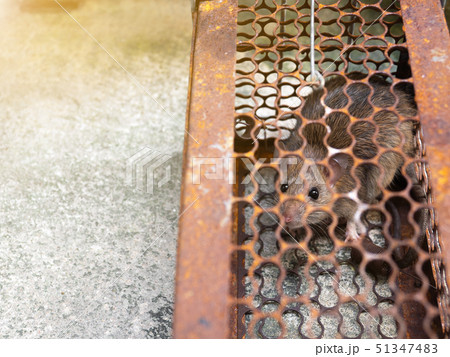 Rat is trapped in a trap cage or trap. the dirty 51347483