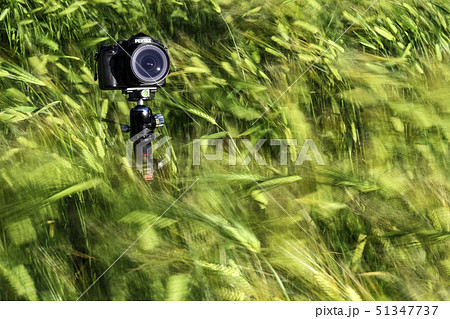 カメラ 麦畑 畑 51347737