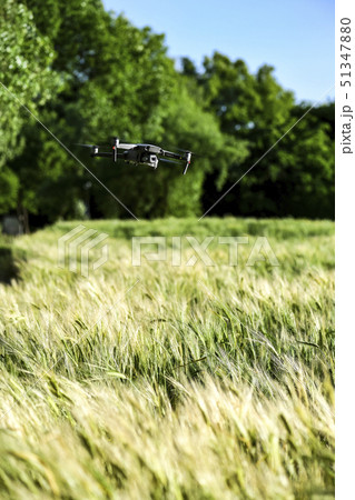 麦畑 畑 大麦 51347880