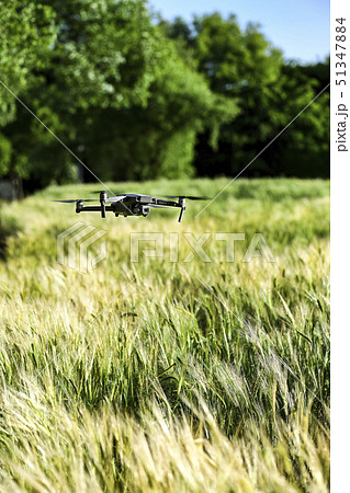 麦畑 青麦畑 畑 51347884