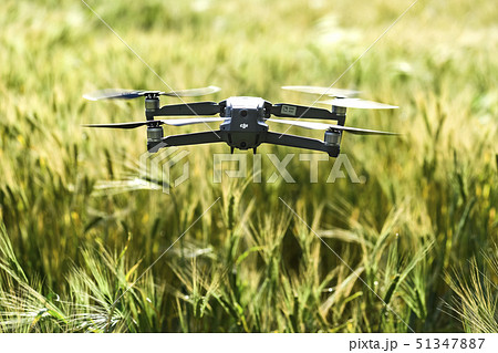 麦畑 畑 大麦 51347887