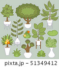 Plants 51349412