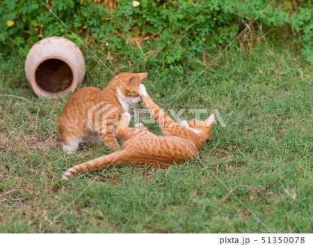 Two red kittens 51350078