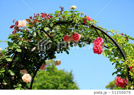 バラ園　日出町大神ファーム 51350079