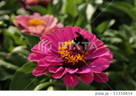 蜂と花　ダリア　ピンク 51350654