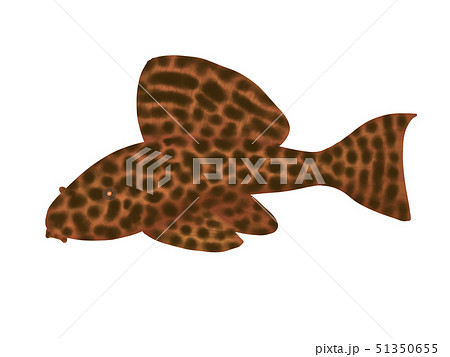 セルフィンプレコのイラスト素材