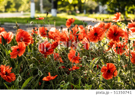 Red poppy flowers in the garden in spring in the July season 51350741