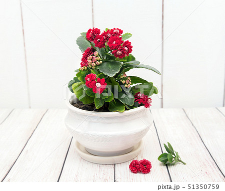 Blooming Kalanchoe. Beautiful potted flower in the 51350759