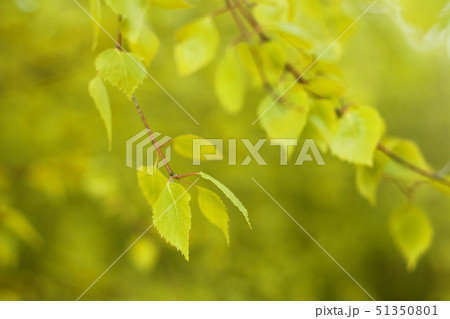 Defocused natural autumn forest background in sunny day 51350801