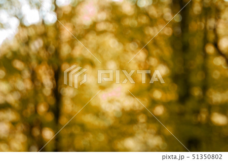 Defocused natural autumn forest background in sunny day Defocused natural autumn forest background in sunny day 51350802