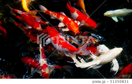 Fancy carp, Mirror carp, Koi, Nishikigoi Animal Fancy carp, Mirror carp, Koi, Nishikigoi Animal 51350831